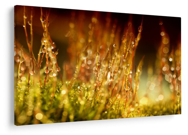 Slika - Detalj rose (90x60 cm)
