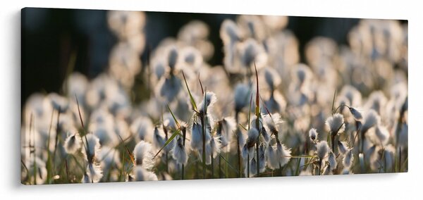 Slika - Bijeli svračak (120x50 cm)