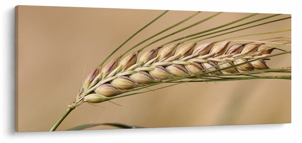 Slika - Pšenica (120x50 cm)