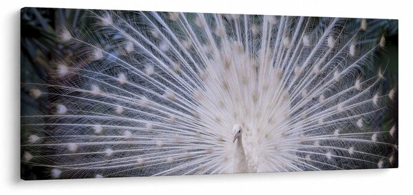 Slika - Bijeli paun (120x50 cm)