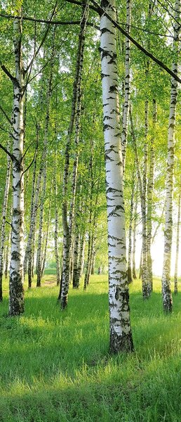 Fototapeta za vrata BIRCH GROVE 86x200 cm