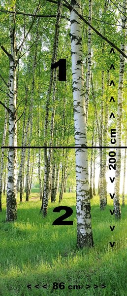 Fototapeta za vrata BIRCH GROVE 86x200 cm