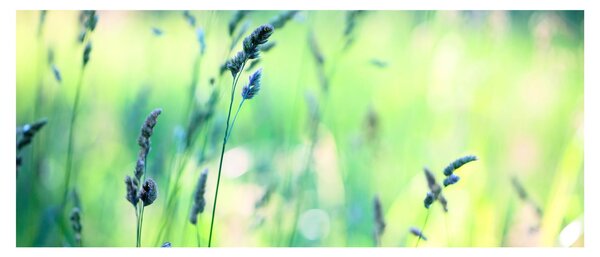 Slika - Detalj livade (120x50 cm)