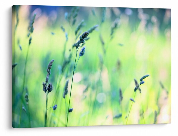 Slika - Detalj livade (70x50 cm)