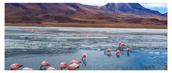 Slika - Flamingosi (120x50 cm)