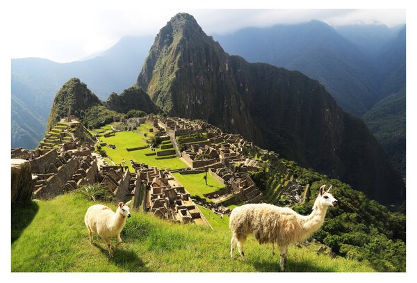 Slika - Lame u Machu Picchu (90x60 cm)