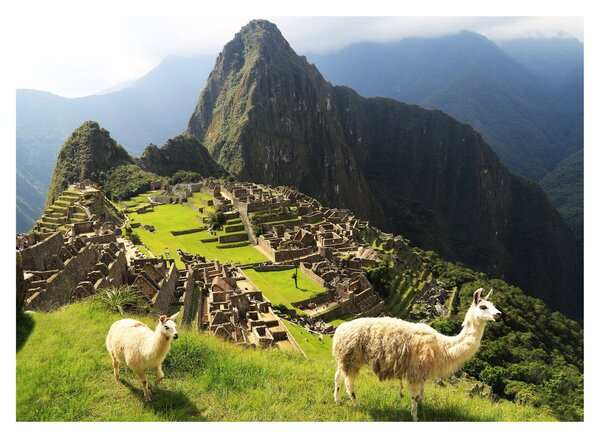 Slika - Lame u Machu Picchu (70x50 cm)