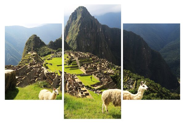 Slika - Lame u Machu Picchu (90x60 cm)