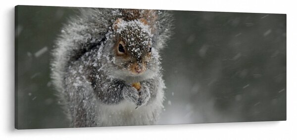 Slika - Vjeverica zimi (120x50 cm)