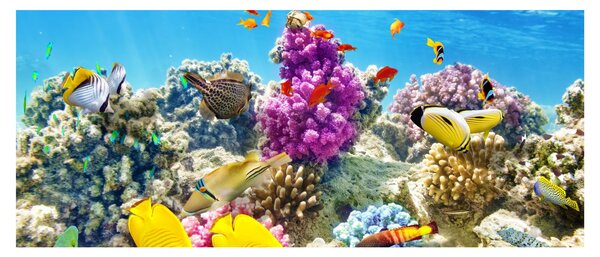 Slika - Morski svijet (120x50 cm)