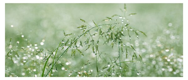 Slika - Rosa u travi (120x50 cm)