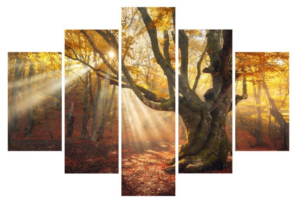 Slika - Jesenje svjetlo (150x105 cm)