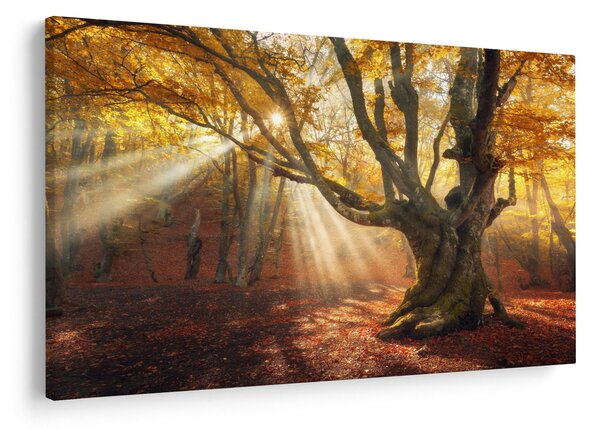 Slika - Jesenje svjetlo (90x60 cm)