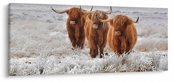 Slika - Škotske krave (120x50 cm)