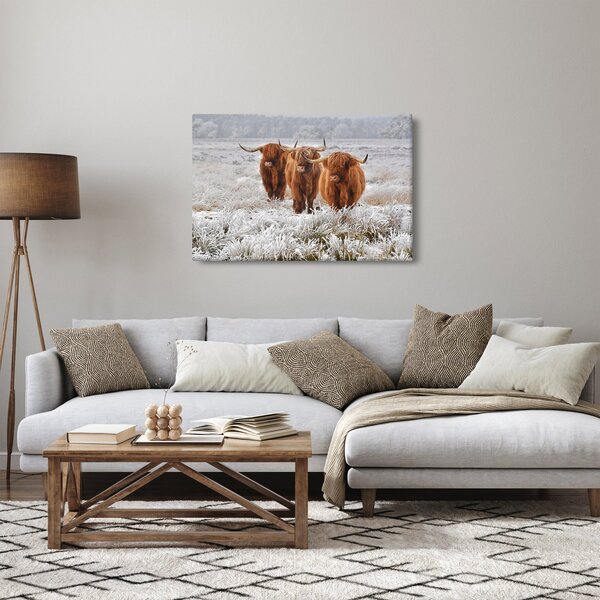 Slika - Škotske krave (90x60 cm)