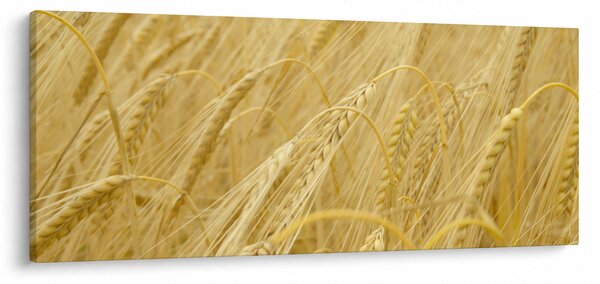 Slika - Ječam (120x50 cm)