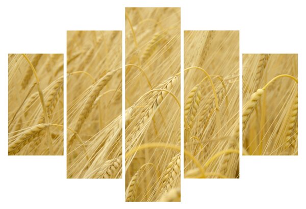 Slika - Ječam (150x105 cm)