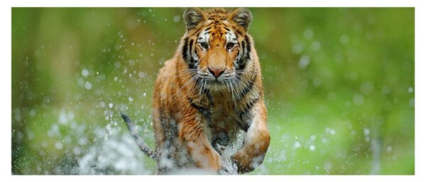 Slika - Tigar koji trči (120x50 cm)