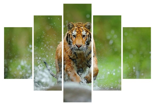 Slika - Tigar koji trči (150x105 cm)