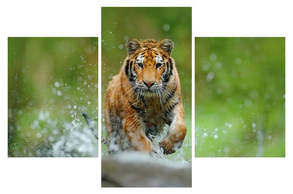 Slika - Tigar koji trči (90x60 cm)