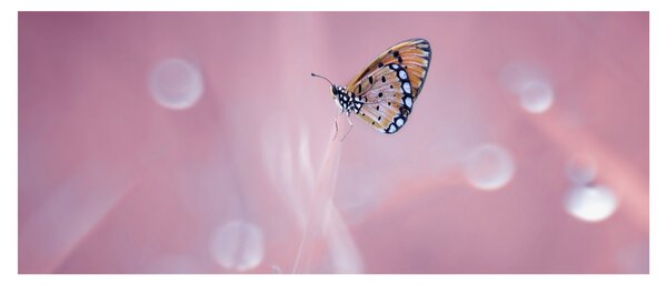 Slika - Leptirić (120x50 cm)