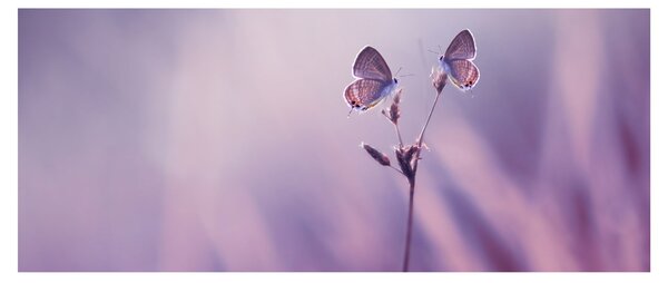 Slika - Ljubičasti leptirići (120x50 cm)