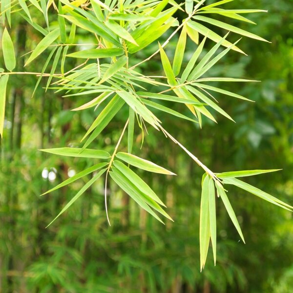 Dječji jastuk Bamboo Medium Mini