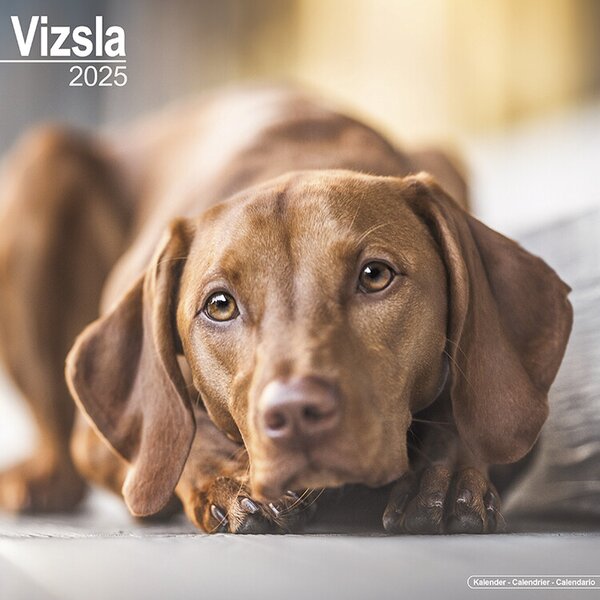 Kalendar 2025 Vizsla