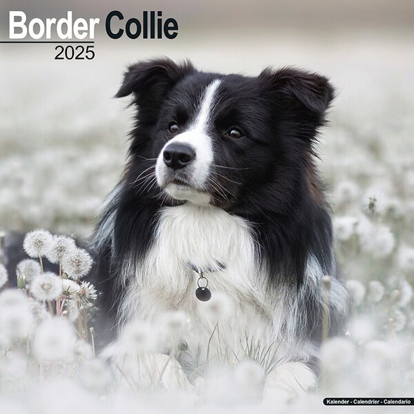 Kalendar 2025 Border Collie