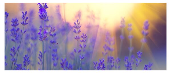 Slika - Lavanda (120x50 cm)