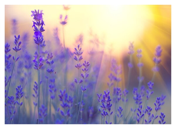 Slika - Lavanda (70x50 cm)
