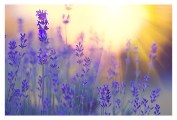 Slika - Lavanda (90x60 cm)