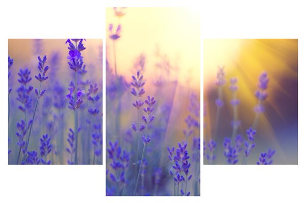 Slika - Lavanda (90x60 cm)