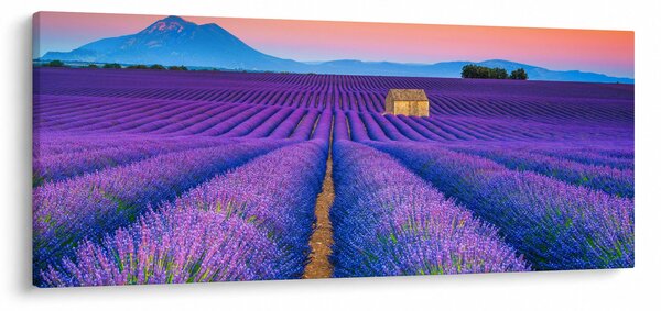 Slika - Polje lavande (120x50 cm)