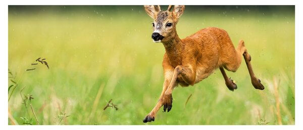 Slika - Bambi (120x50 cm)