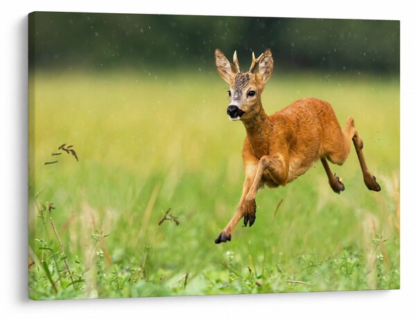 Slika - Bambi (70x50 cm)