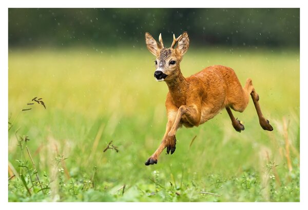 Slika - Bambi (90x60 cm)
