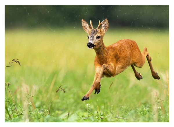 Slika - Bambi (70x50 cm)
