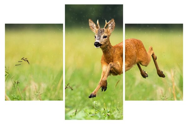 Slika - Bambi (90x60 cm)