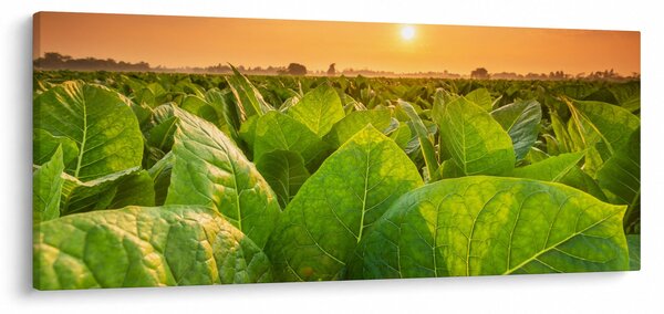 Slika - Polje (120x50 cm)