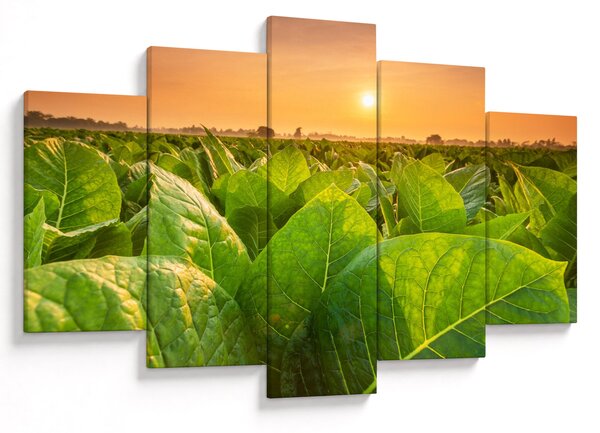 Slika - Polje (150x105 cm)
