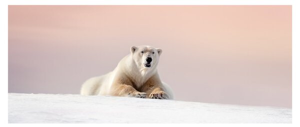 Slika - Polarni medvjed (120x50 cm)