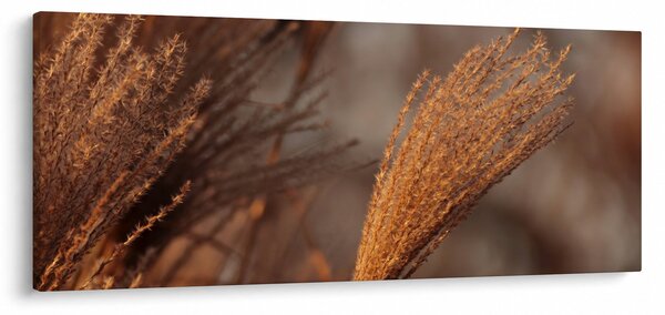 Slika - Pampas trava (120x50 cm)