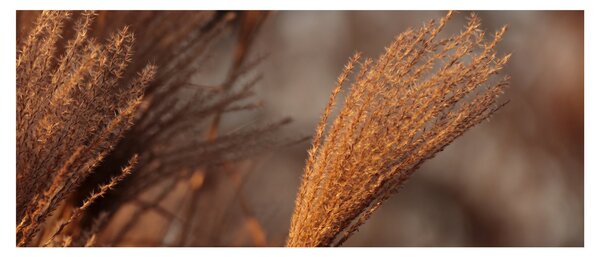 Slika - Pampas trava (120x50 cm)