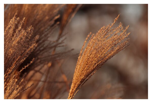 Slika - Pampas trava (90x60 cm)