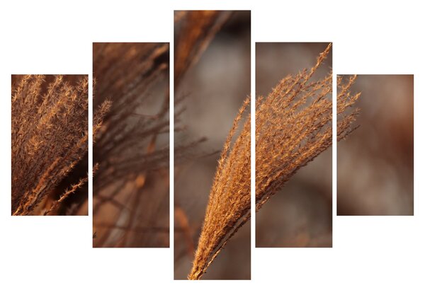 Slika - Pampas trava (150x105 cm)