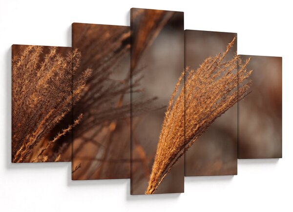 Slika - Pampas trava (150x105 cm)