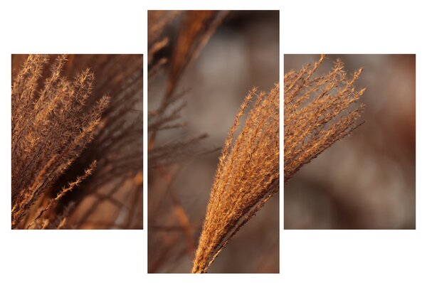 Slika - Pampas trava (90x60 cm)