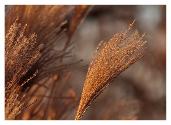 Slika - Pampas trava (70x50 cm)