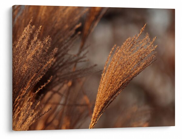 Slika - Pampas trava (70x50 cm)